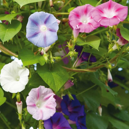 R2757 BAUMWOLLSCHWANZ GEMISCHT 3G BLUMEN SAMEN BAUMWOLLSCHWANZ BLUMEN