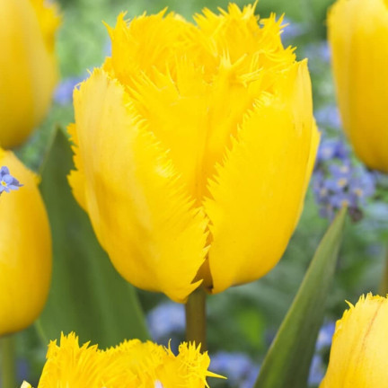 CEB3 TULIP CRYSTAL STAR BLUMENZWIEBEL BLUMENZWIEBELN 50 STÜCK