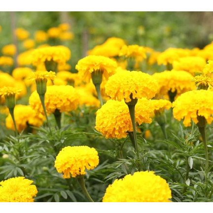 Large-flowered Tagetes 'Moonlight', Tagetes flower seeds, edible flowers, 1 g