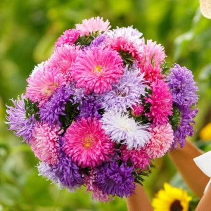 R0425 NEEDLE ASTER TALL MIX COLOR 1 GR SAMEN SCHNITTBLUMEN UND BLUMENBEETE