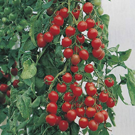 W1169 CHERRY RAJČE GARTENPERLE SEMÍNKA CHERRY RAJČE 0,3G
