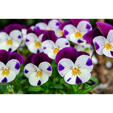 R9985 HORNVIOLETT DREIFARBIG JOHNY JUMP UP 0.3G SAMEN