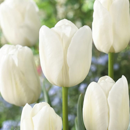 CEB17 TULIPAN CEBULKI TULIPANÓW CEBULKA KWIATÓW BIAŁE WHITE MARVEL 50SZT