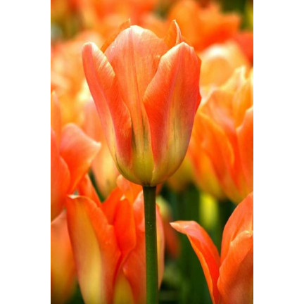 CEB13 TULIPAN CEBULKI TULIPANÓW CEBULKA KWIATÓW POMARAŃCZOWE 