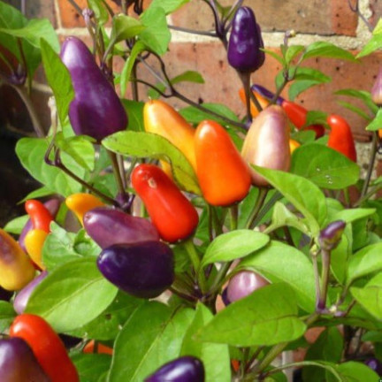 R2199 Ornamental Pepper Mix, Annual, Assorted Colors, Balcony, Capsicum annuum L.