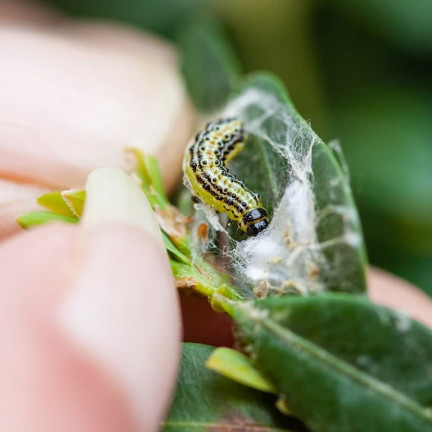 SUM31 Lepinox Plus Insektizid Bekämpft Buchsbaumzünsler-Raupen Sumin 5 g