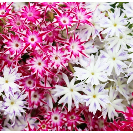 R2100 FLOKS GWIAŹDZISTY MIX mieszanka NASION na rabaty OGRÓD SKALNIAK PŁOMYK LETNI