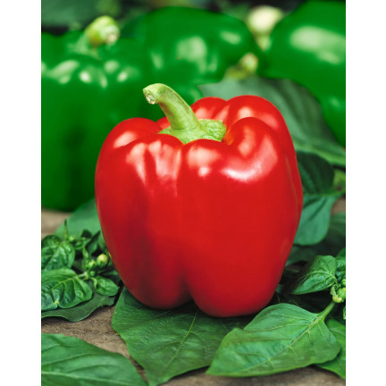 W1135 KALIFORNIEN WUNDER ROTE SÜSSE SALATPAPRIKA SAMEN 0.5G
