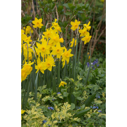 CEB9 NARZISSE NARZISSE SÜSSE BLUMENZWIEBEL BLUMENZWIEBELN