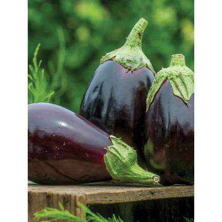 W1003 SEMENA LILKU BLACK BEAUTY PURPLE PEAR OF LOVE 1G