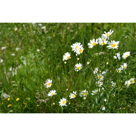 R4638 LUČNÍ SEDMIKRÁSKA BÍLÁ TRÁVNÍKOVÁ SEDMIKRÁSKA KVĚTINOVÁ SEMENA 0,2G