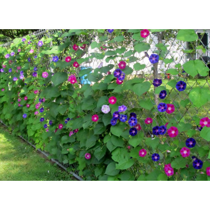 R2757 BAUMWOLLSCHWANZ GEMISCHT 3G BLUMEN SAMEN BAUMWOLLSCHWANZ BLUMEN