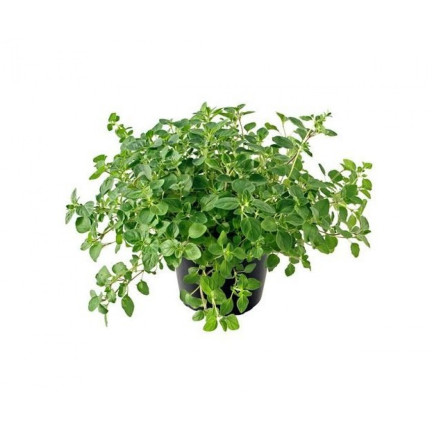 Z3026 OREGANO OREGANO BYLINNÁ SEMENA AROMATICKÁ BYLINA DO KAŽDÉ KUCHYNĚ 0,5G