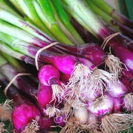 W1023: Seven-year-old perennial onion, frost-resistant, tubular leaves, 'Red Toga'