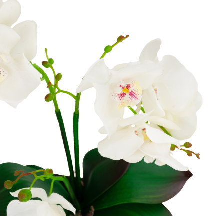 CV10855-MIX GUMMED ORCHID in Topfmischung