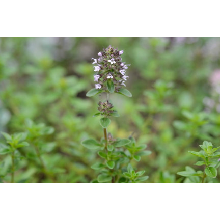 Z3035 TYMIÁN SPRÁVNÁ SEMENA BYLIN KOŘENÍ AROMATICKÉ 0,3G
