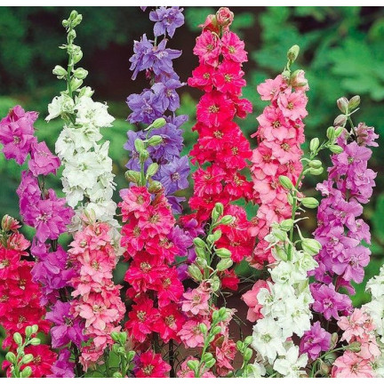 R2801 ZAHRADNÍ CESMÍNA PLNÁ SMĚS LETNÍ KVĚTY CESMÍNY 1G SEMEN