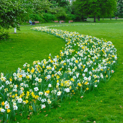 BULB8 NARZISSEN GROSSPACKUNG MIX BLUMENZWIEBELN BLUMENZWIEBELN