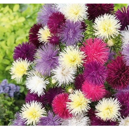 R0425 NEEDLE ASTER TALL MIX COLOR 1 GR SAMEN SCHNITTBLUMEN UND BLUMENBEETE