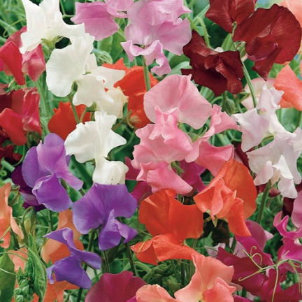 R2116 GROSZEK PACHNĄCY NASIONA MIX 3G JEDNOROCZNA PNĄCA PASTELOWE KOLORY