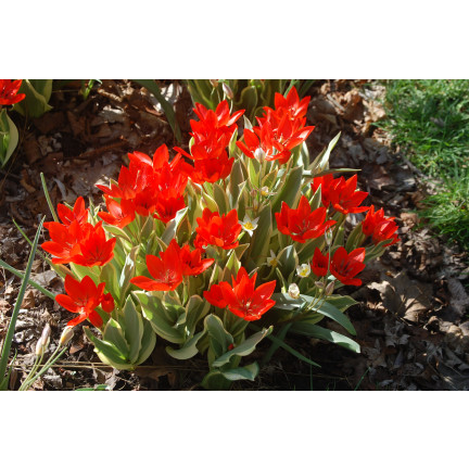 CEB6 TULIP PRAESTANS ZWANENBURG VAR BLUMENZWIEBEL 50 STÜCK.