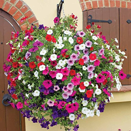 R7325 PETÚNIE ZÁVĚSNÁ BALKONOVÁ SMĚS 0,3 G SEMEN BALKONOVÁ SMĚS PETÚNIÍ