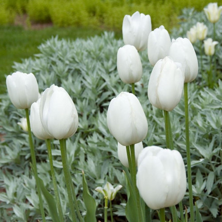 CEB17 TULIPAN CEBULKI TULIPANÓW CEBULKA KWIATÓW BIAŁE WHITE MARVEL 50SZT