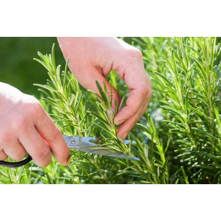 Z3028 ROZMARÝN AROMATICKÁ BYLINA SEMENA TRVALKA 0,1G