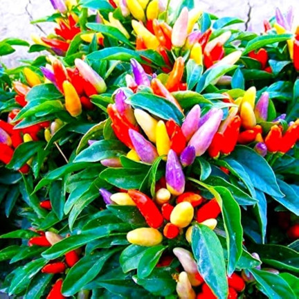 R2199 Ornamental Pepper Mix, Annual, Assorted Colors, Balcony, Capsicum annuum L.