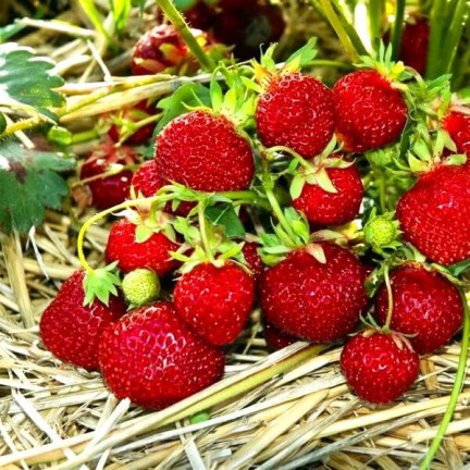 W1181 ERDBEERSAMEN RUGIA FRUCHTBAR SAFTIGE FRUCHT SÜSSESTE 0.2G