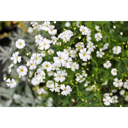 R4584 GYPSOPHILA WEISS 1G GYPSOPHILA SAMEN BLUMEN FÜR BLUMENBEETE STEINGÄRTEN