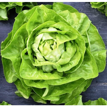 W1217 KOPFSALAT KÖNIGIN DES MAI FRÜHE FESTE SALATSAMEN 2G