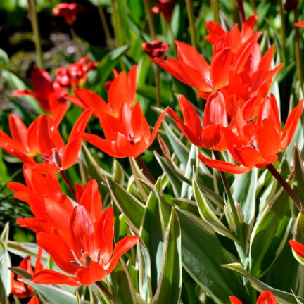 CEB6 TULIP PRAESTANS ZWANENBURG VAR BLUMENZWIEBEL 50 STÜCK.