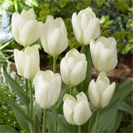 CEB17 TULIPAN CEBULKI TULIPANÓW CEBULKA KWIATÓW BIAŁE WHITE MARVEL 50SZT