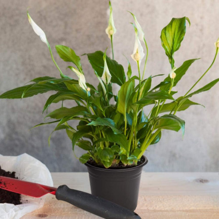 TG72941 VÝROBNÍ KVĚTINÁČ P24 7,5L KULATÝ KVĚTINÁČ S OKRAJEM 24X24CM