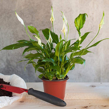 TG67338 PRODUKTION BLUMENTOPF P24 7L RUNDER SAMENTOPF MIT RAND 24X19CM