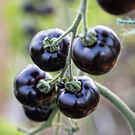 W6830 BODENTOMATE TALL BLACKBALL SAATGUT 0,3G MITTELSPÄTE SORTE