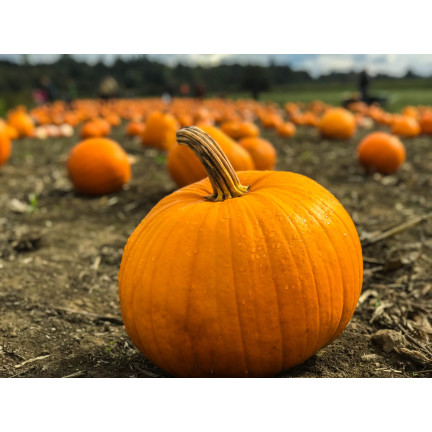 W1038 DÝNĚ GOLIAS CUCURBITA MAXIMA SEMENA PLODY DÝNĚ DO 30KG 4G