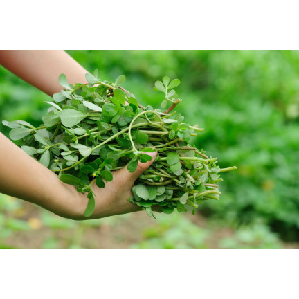 W1768 PORTULAKA WARZYWNA NASIONA 1G TORAF SMACZNA ZROWA SUPERFOOD OMEGA-3