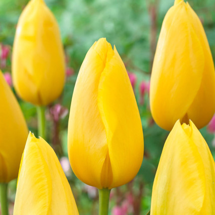 CEB7 TULPE GELB ENGEL BLUME ZWIEBEL 50PCS.