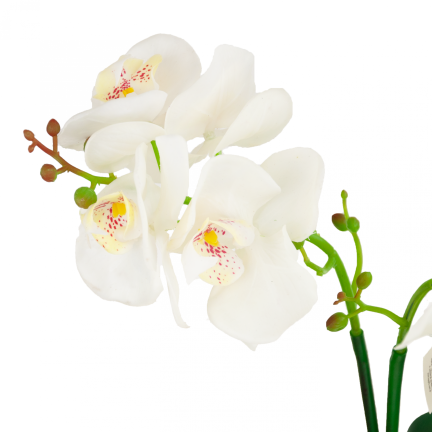 CV10855-MIX GUMMED ORCHID in Topfmischung