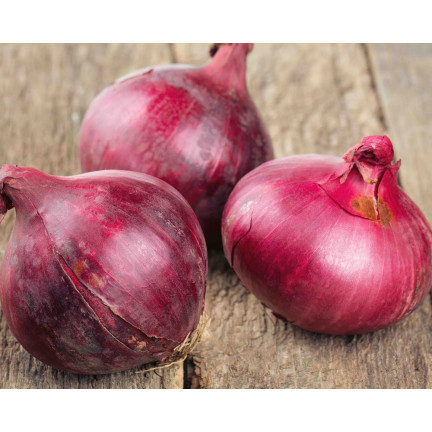 W1258 RED BARON RED CILIZON SEED für Salate 3G