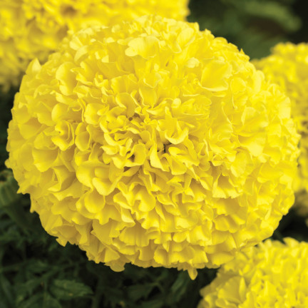 Large-flowered Tagetes 'Moonlight', Tagetes flower seeds, edible flowers, 1 g
