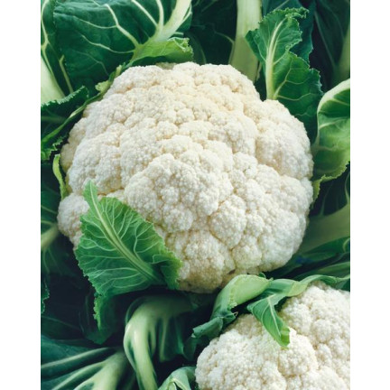 W1070 Blumenkohl BORA SEEDS VERY EARLY VARIETIES widerstandsfähig schmackhaft 1G