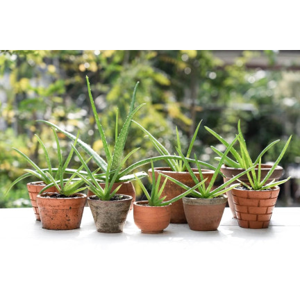 BIO10 ZEMINA PRO KAKTUSY A SUKULENTY ALOE VERA PROPUSTNÁ 5L