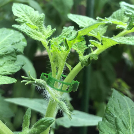 TG71407 CLIPS HALTER CLIP FÜR TOMATEN BOHNENSPROSSEN STIELE 100 STÜCK