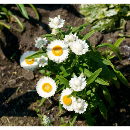 R4126 Weiße Decke Garten Blumen Samen Toraf 0.5g