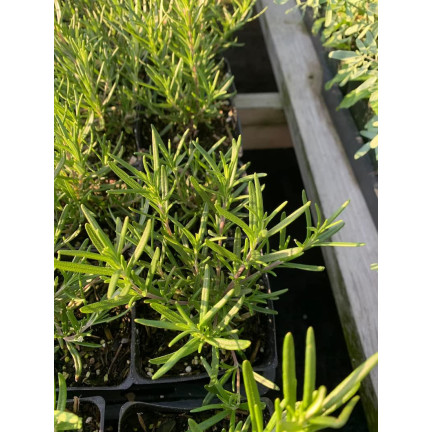 Z3028 ROZMARÝN AROMATICKÁ BYLINA SEMENA TRVALKA 0,1G