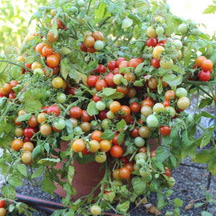W5222 KIRSCHTOMATEN BAJAJA 0.3G TOMATENSAMEN KIRSCHTOMATEN FÜR DEN BALKON