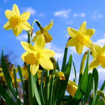 CEB9 NARZISSE NARZISSE SÜSSE BLUMENZWIEBEL BLUMENZWIEBELN